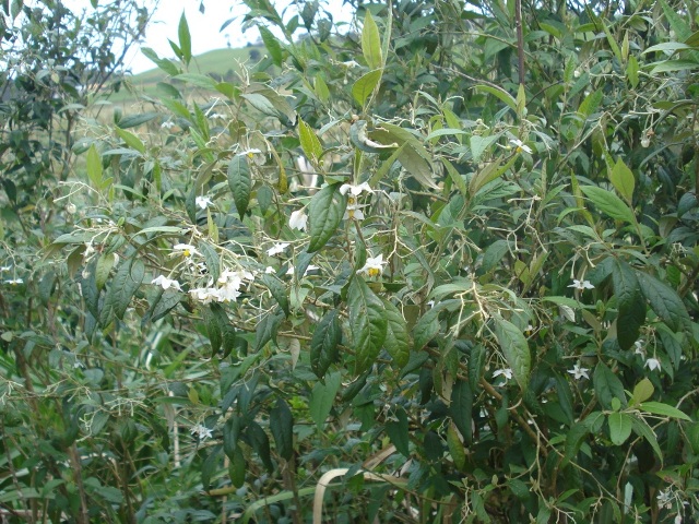 Solanum paranense