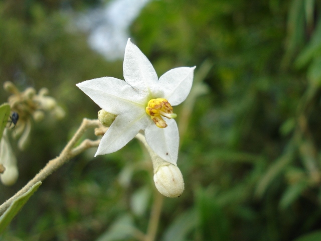 Solanum paranense