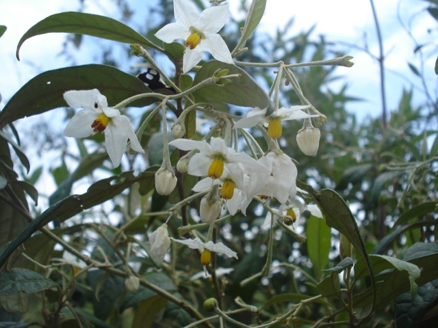 Solanum paranense