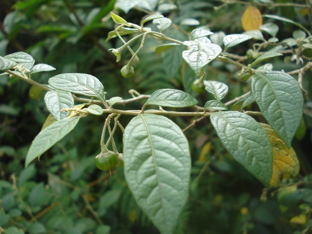 Solanum paranense