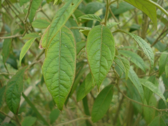 Solanum paranense