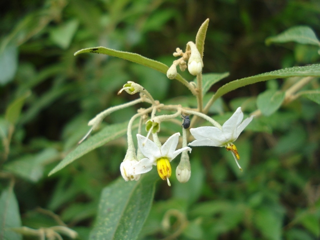 Solanum paranense