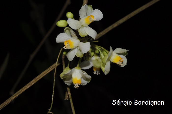 Cardiospermum grandiflorum