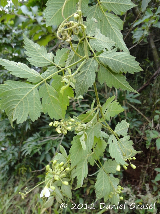 Cardiospermum grandiflorum