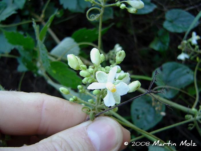 Cardiospermum grandiflorum