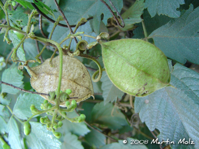 Cardiospermum grandiflorum