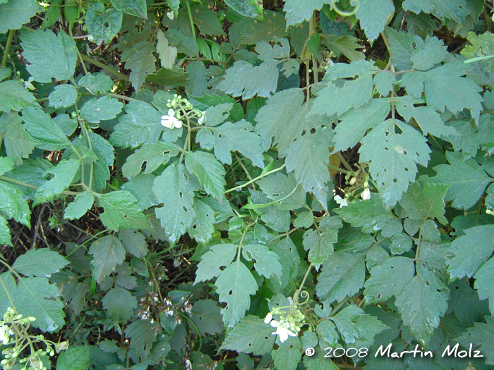 Cardiospermum grandiflorum