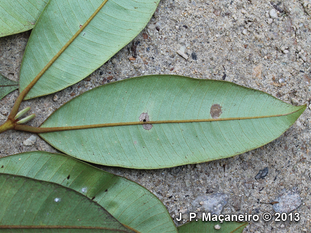 Myrcia ferruginosa