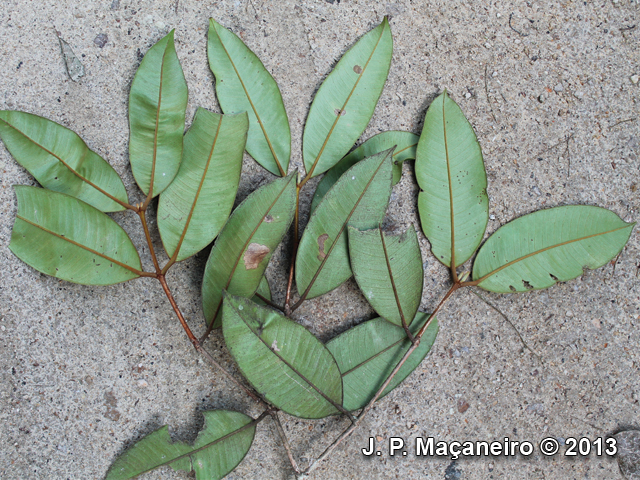 Myrcia ferruginosa