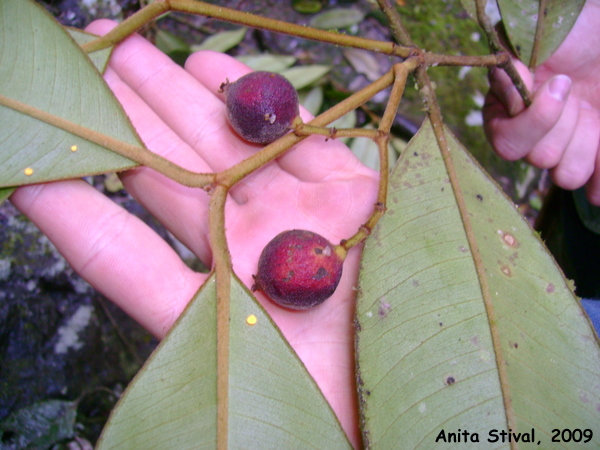 Marlierea sylvatica