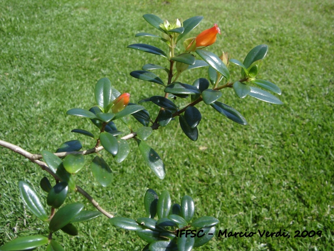 Nematanthus australis