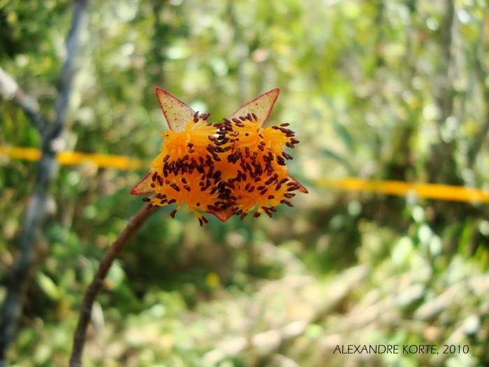 Nematanthus australis