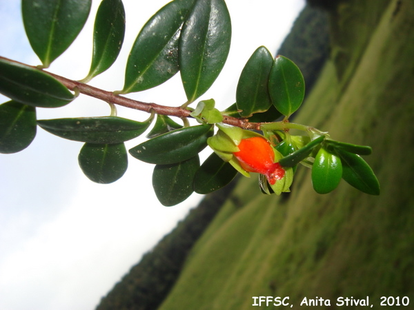 Nematanthus australis