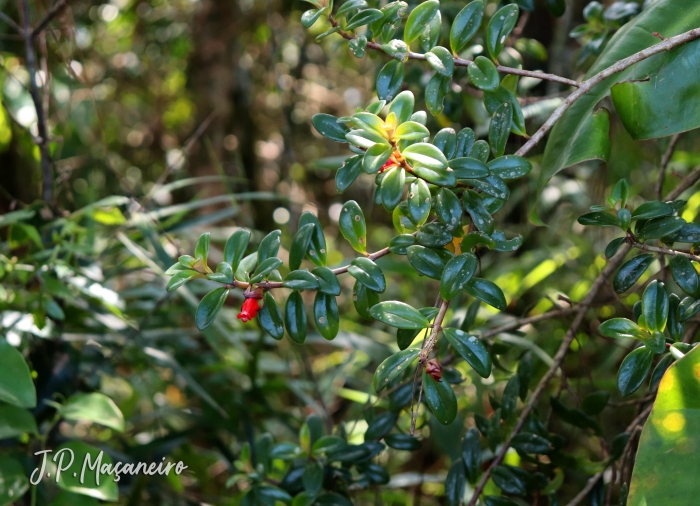 Nematanthus australis