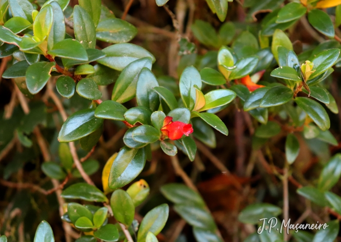 Nematanthus australis