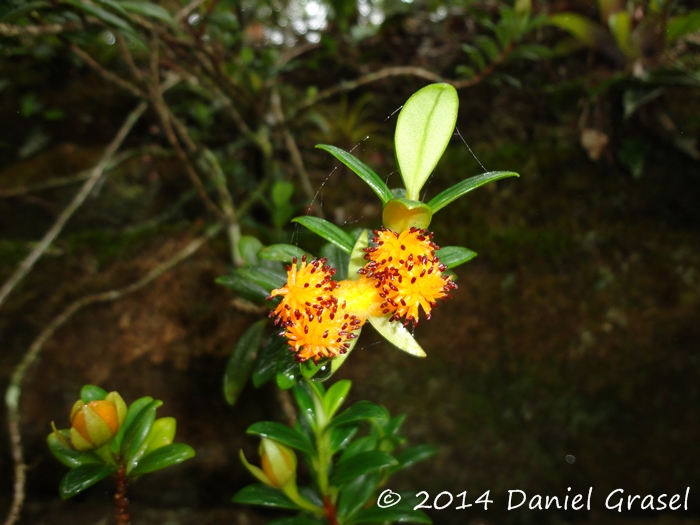 Nematanthus australis