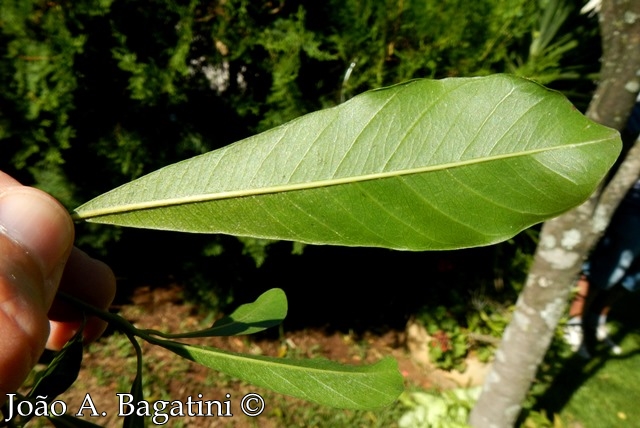 Chrysophyllum gonocarpum