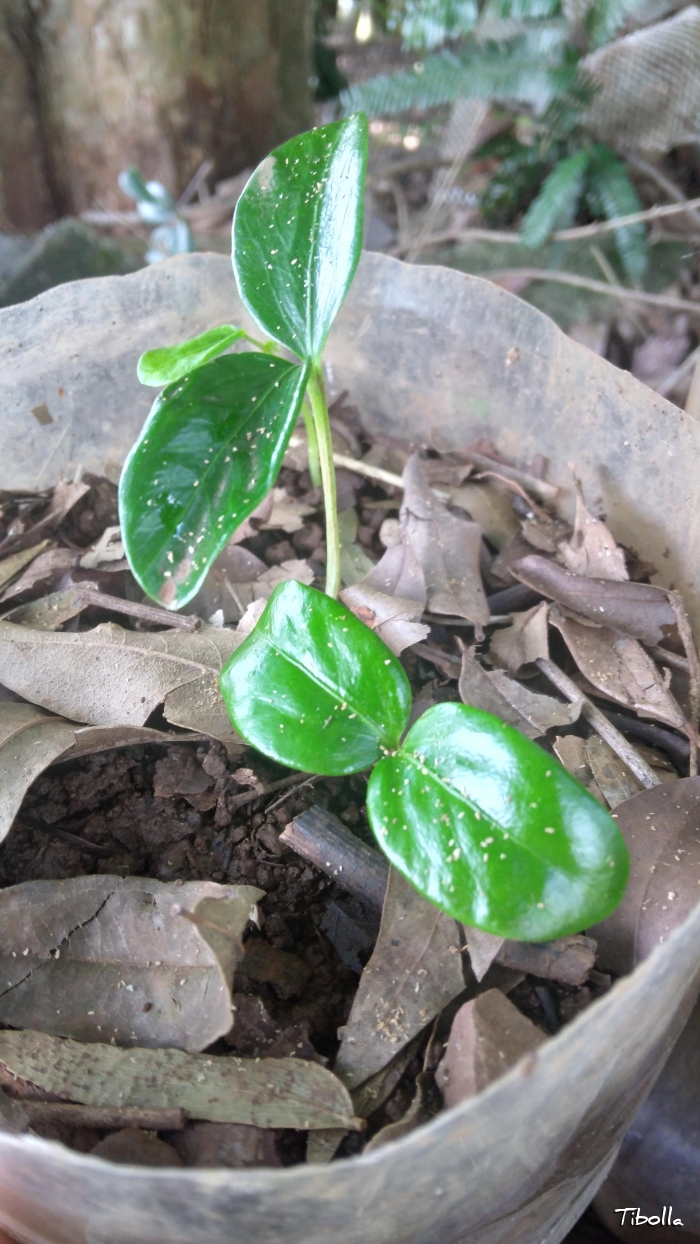 Chrysophyllum gonocarpum