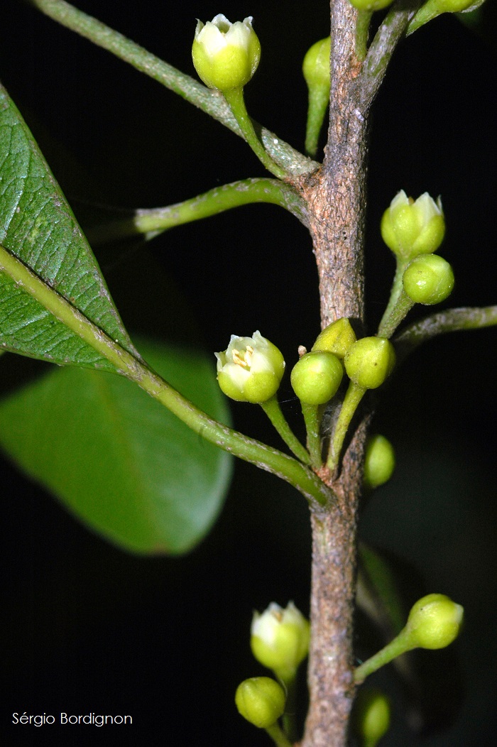 Chrysophyllum gonocarpum