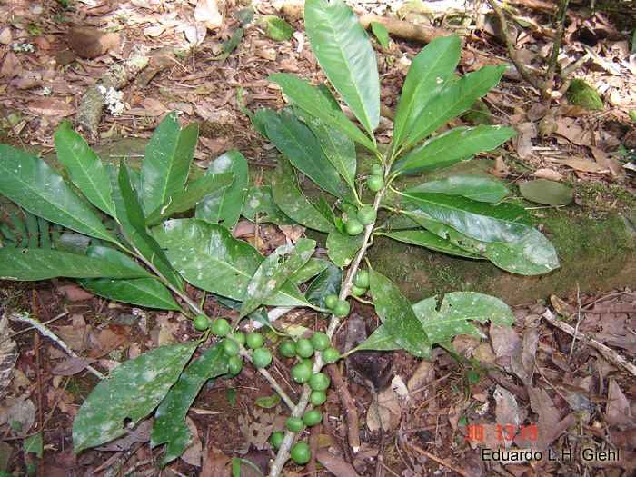 Chrysophyllum gonocarpum