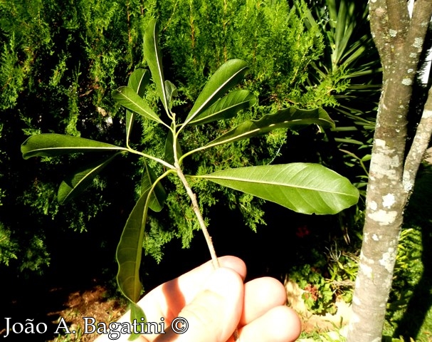 Chrysophyllum gonocarpum