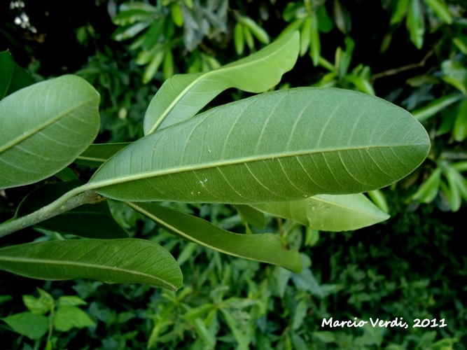 Chrysophyllum gonocarpum