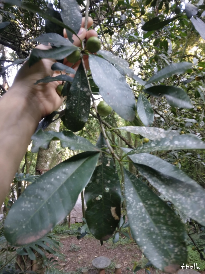 Chrysophyllum gonocarpum