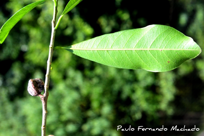 Chrysophyllum gonocarpum