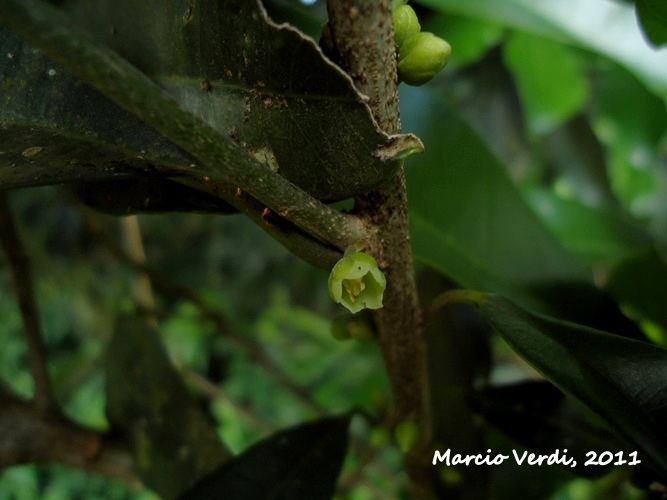 Chrysophyllum gonocarpum