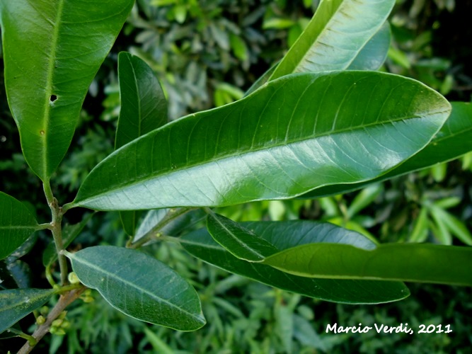 Chrysophyllum gonocarpum