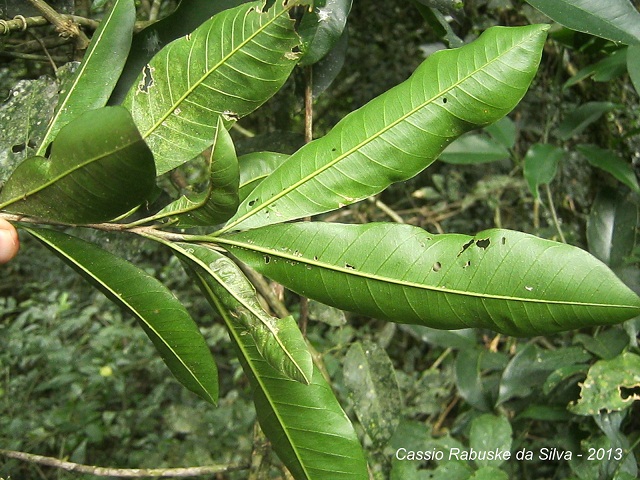 Chrysophyllum gonocarpum