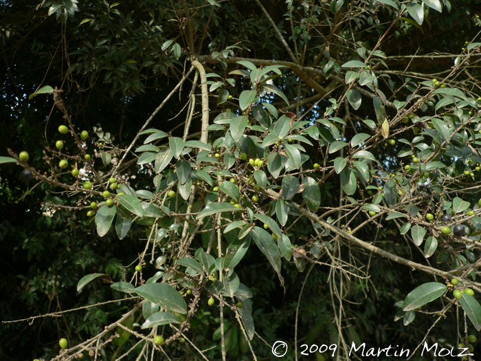 Chrysophyllum marginatum