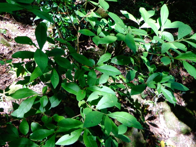 Brunfelsia pilosa