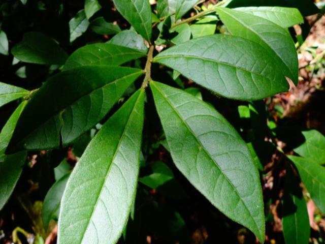 Brunfelsia pilosa