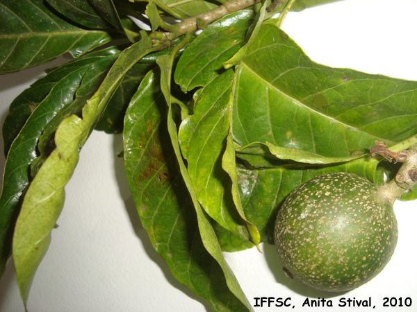 Tocoyena sellowiana