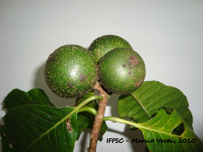 Tocoyena sellowiana