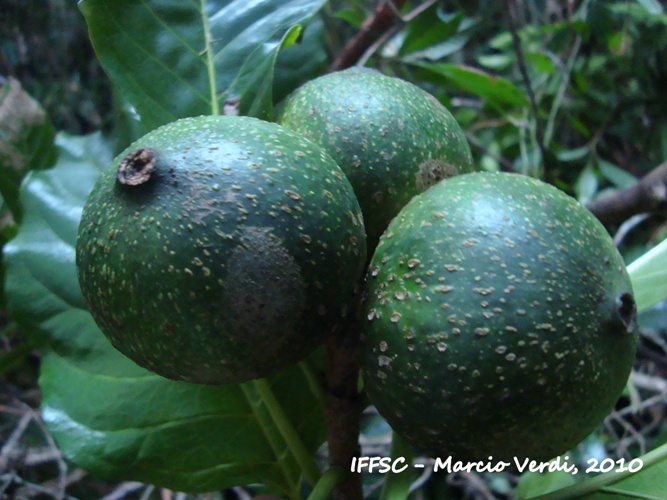 Tocoyena sellowiana