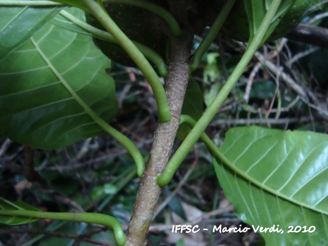 Tocoyena sellowiana