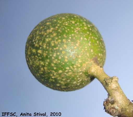 Tocoyena sellowiana