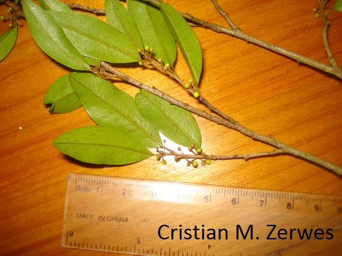 Chrysophyllum marginatum