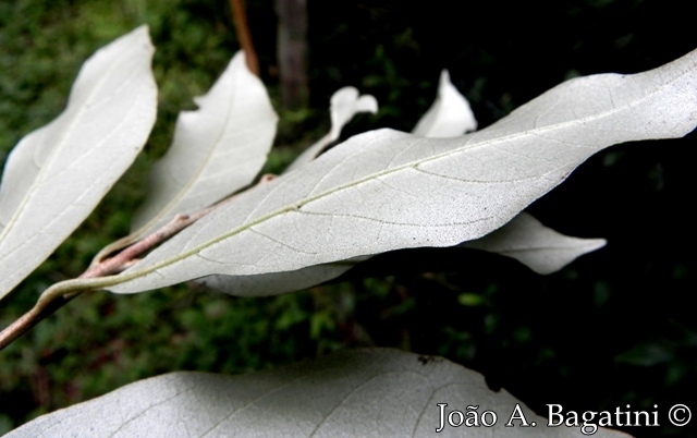 Styrax leprosus