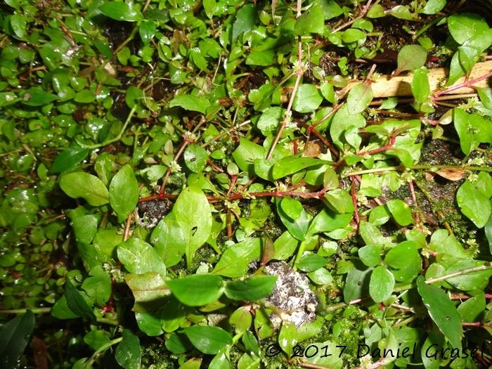 Alternanthera reineckii