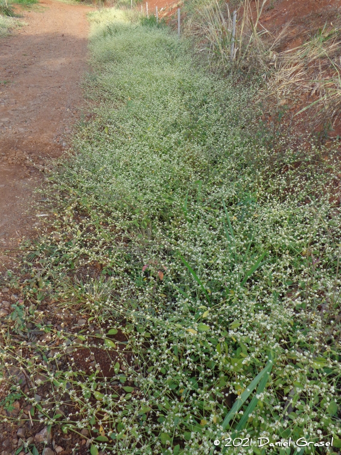 Alternanthera tenella