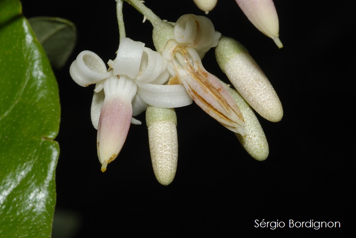 Styrax leprosus