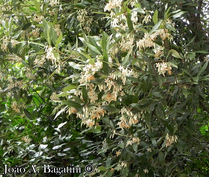 Styrax leprosus