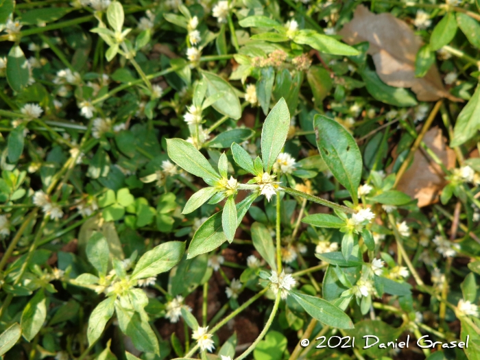 Alternanthera tenella