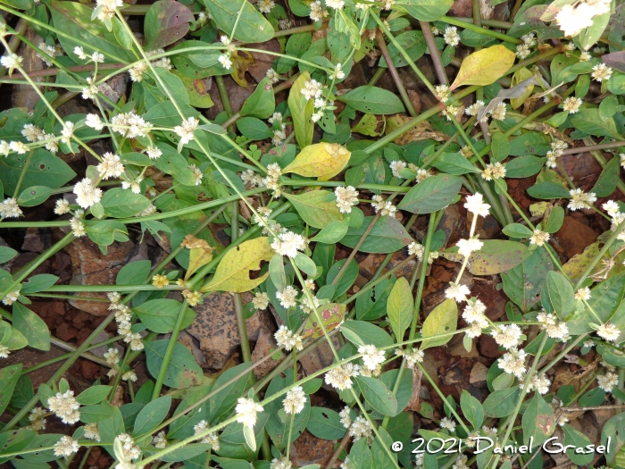 Alternanthera tenella