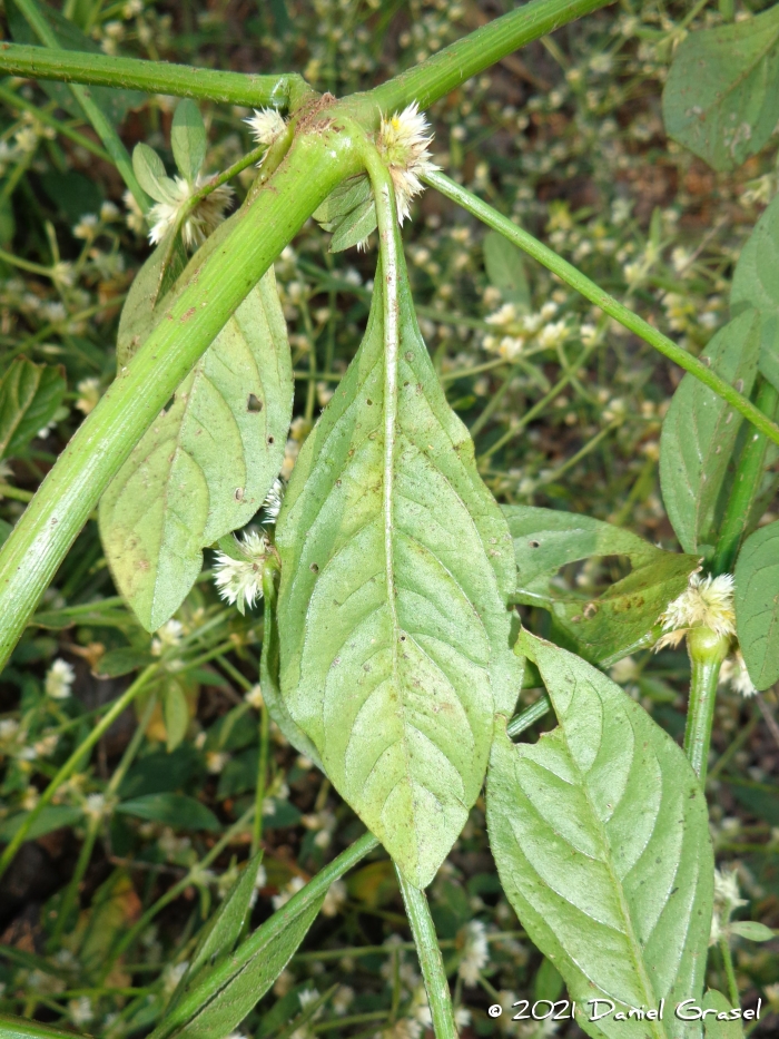 Alternanthera tenella