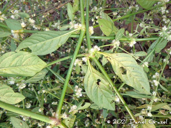 Alternanthera tenella