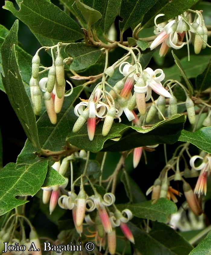 Styrax leprosus